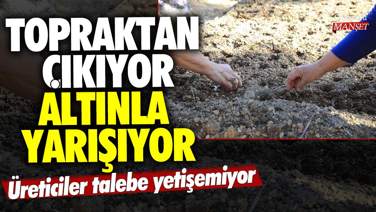 Topraktan çıkıyor altınla yarışıyor! Üreticiler talebe yetişemez oldu