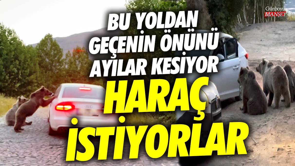 Bu yoldan geçenin önünü ayılar kesiyor! Haraç istiyorlar