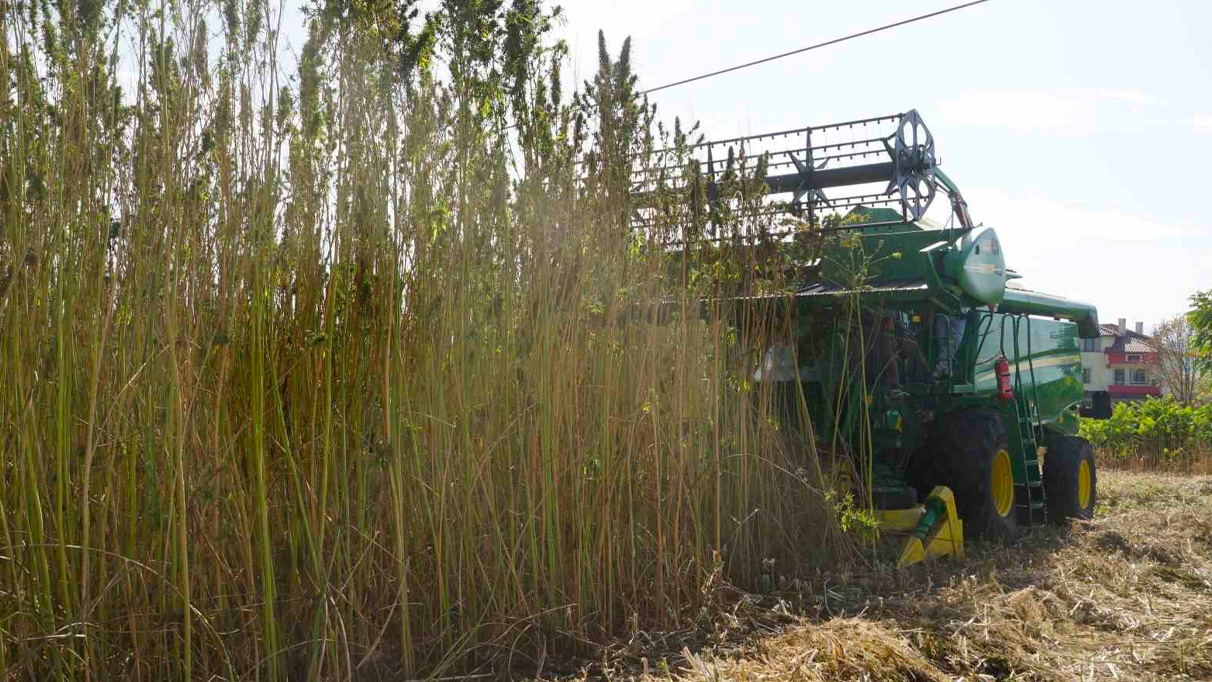 30 yıl sonra ekimine başlanan kendirin hasadı yapıldı