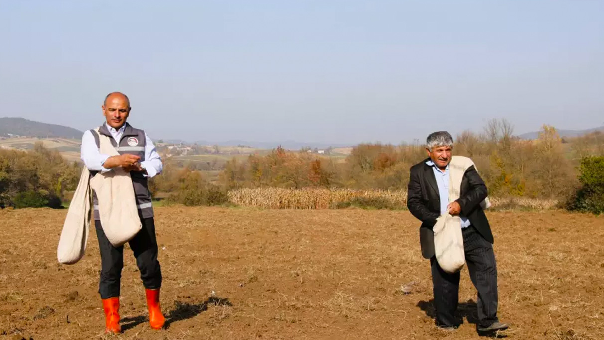 Körfezli çiftçilere sertifikalı buğday tohumu dağıtılacak