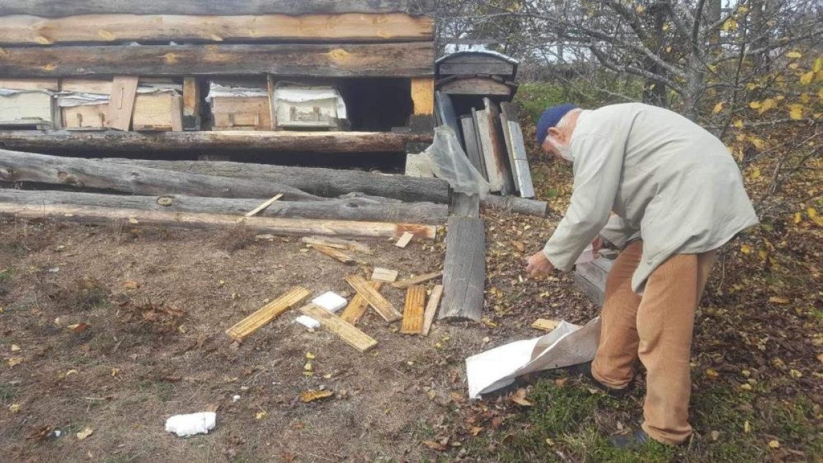Kastamonu'da ayı dehşeti: Arı kovanlarını parçaladı