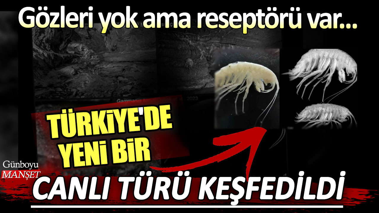 Türkiye'de yeni bir canlı türü keşfedildi! Gözleri yok ama reseptörü var...