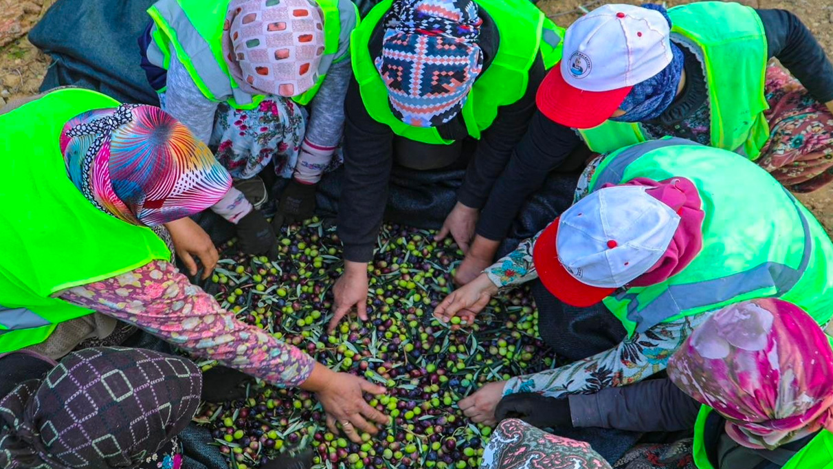 Zeytinin başkenti Burhaniye’de hasat zamanı