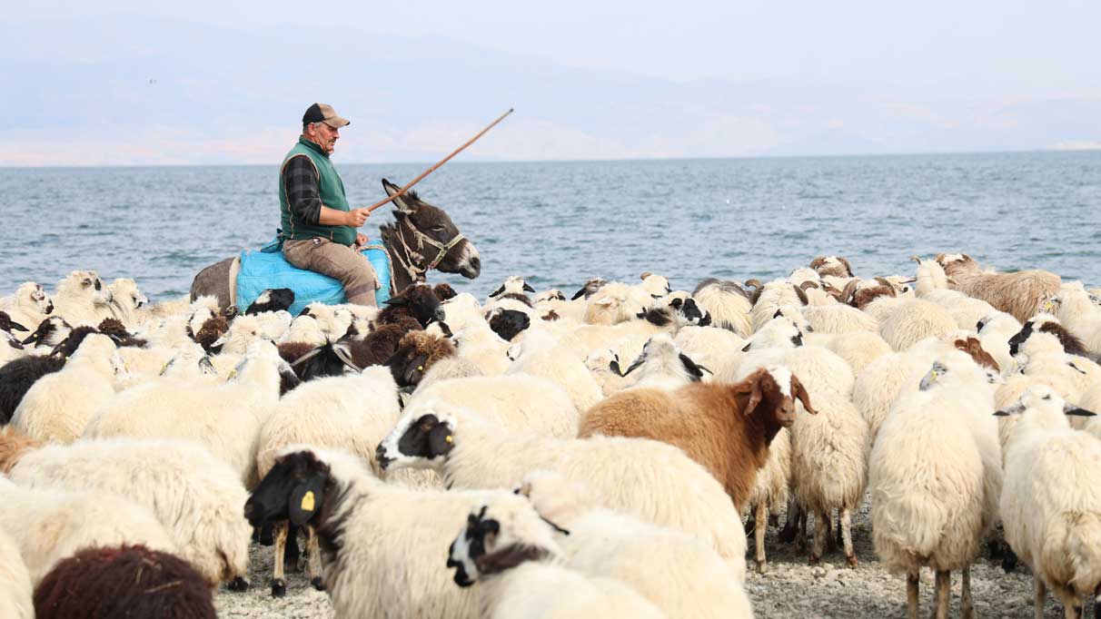 Yaylacıların sahil kenarındaki molası belgeselleri aratmadı