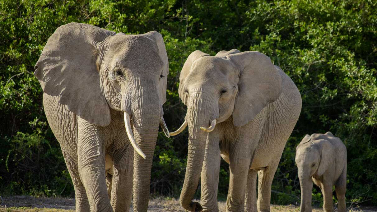 Rüyada fil görmek ne anlama gelir