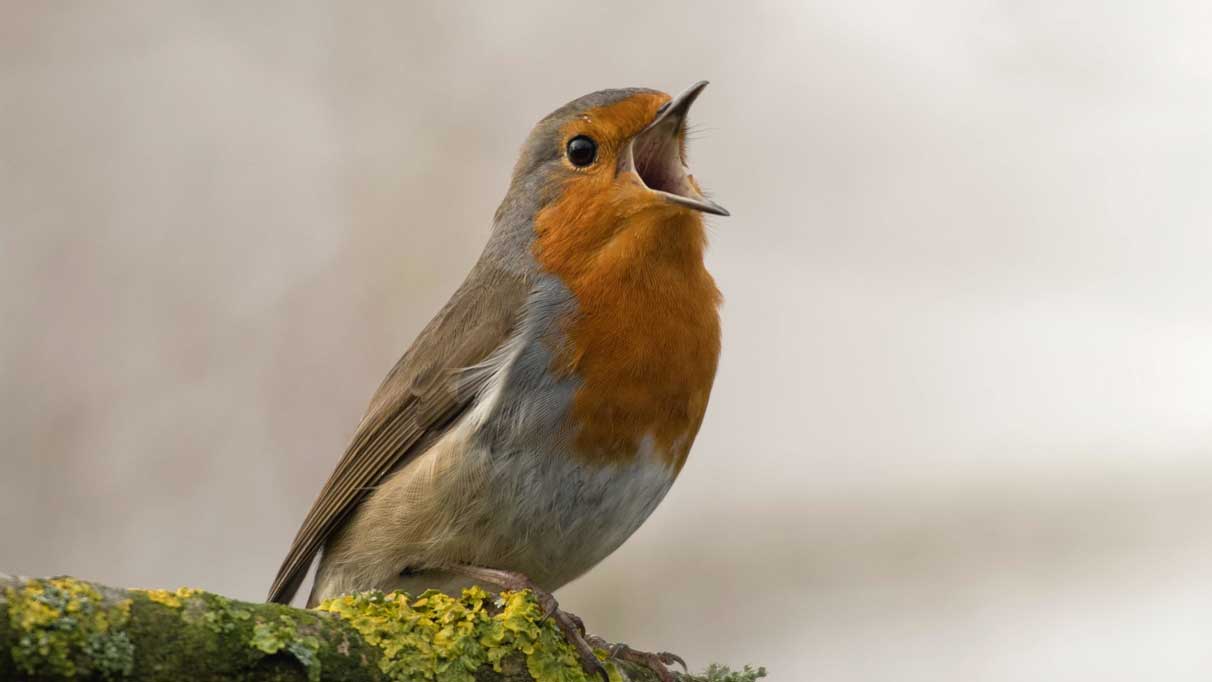 Rüyada kuş görmek ne anlama gelir