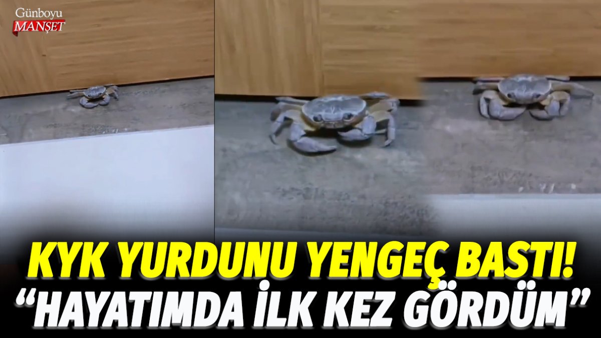 Kocaeli Umuttepe Erkek KYK yurdunu yengeç bastı: Hayatımda ilk kez gördüm