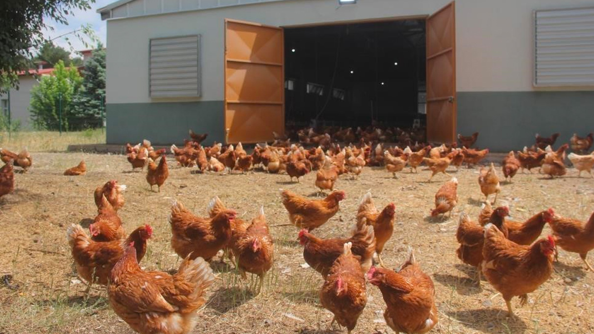 Tavuk eti üretimi eylülde azaldı