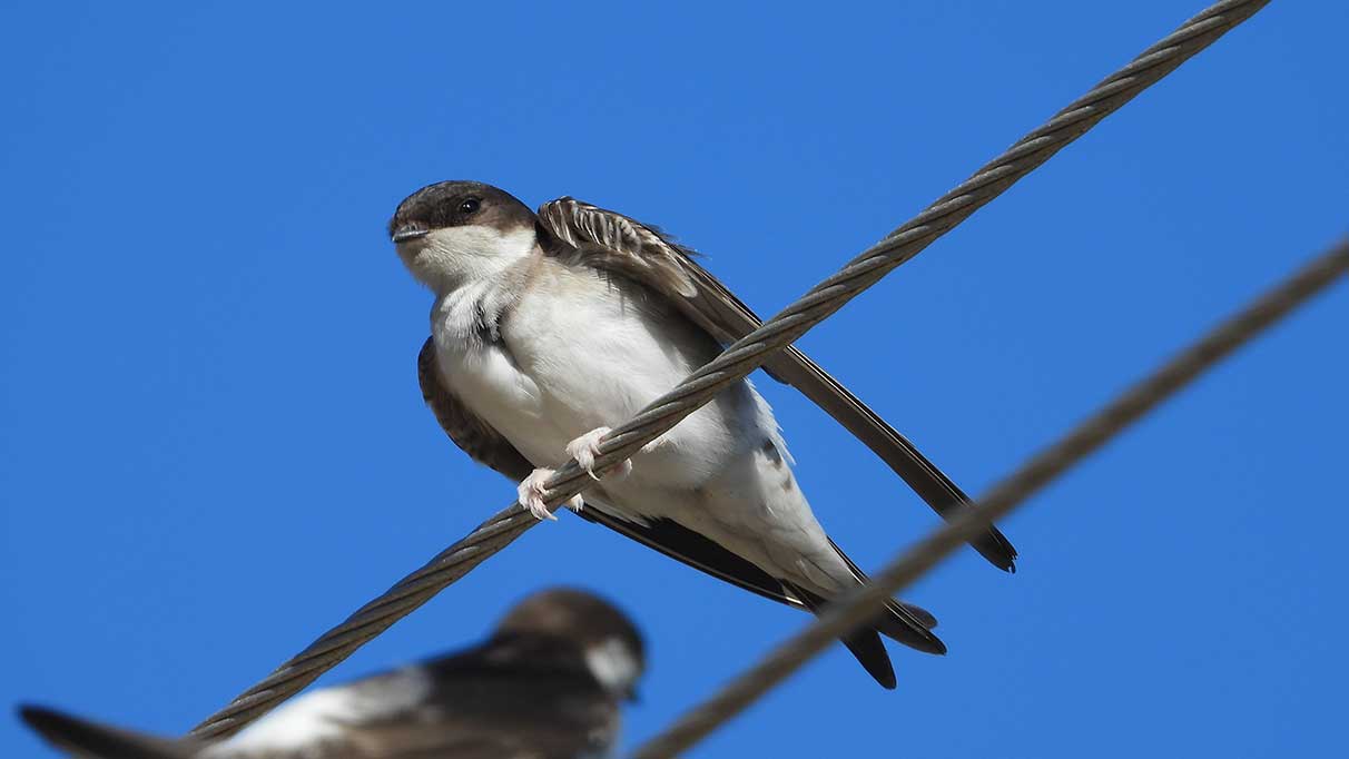 Milleyha Kuş Cenneti’nde kartpostallık görüntü