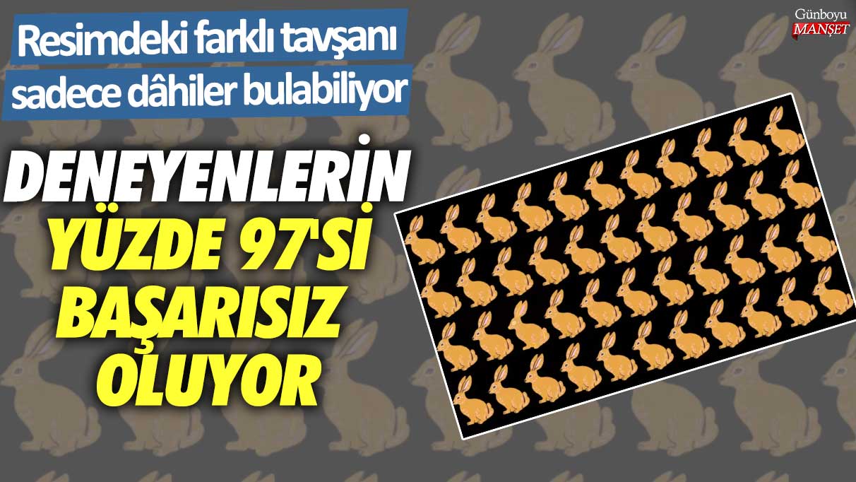 Deneyenlerin yüzde 97'si başarısız oluyor! Resimdeki farklı tavşanı sadece dâhiler bulabiliyor