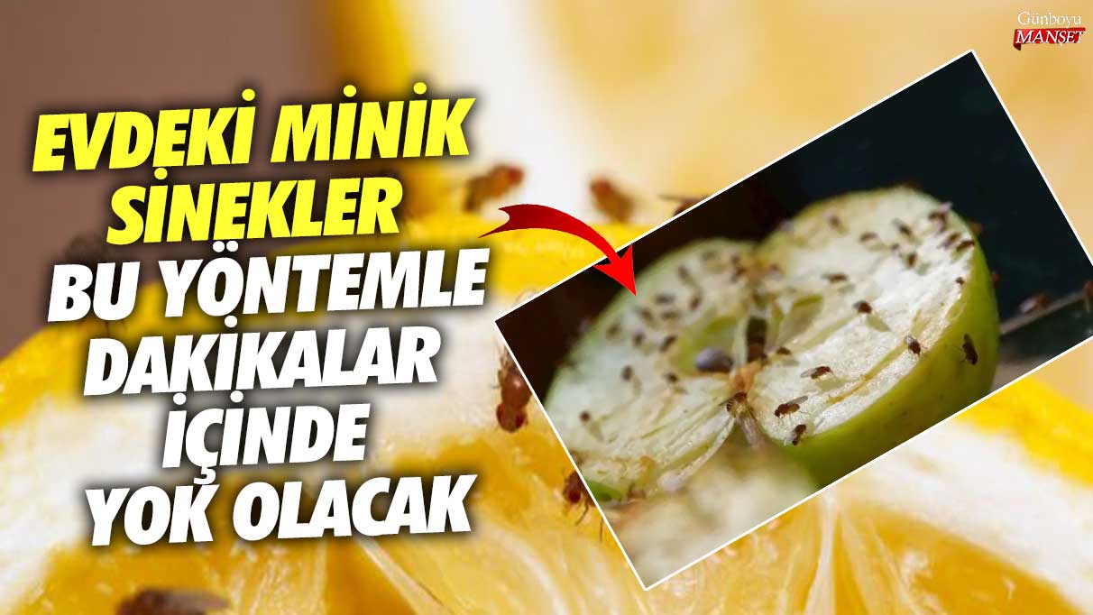 Evdeki sineklere kesin çözüm! Dakikalar içinde yok olacak