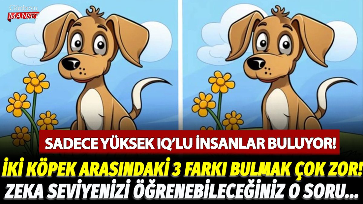 Yeşillikte duran iki köpek arasındaki farkı sadece yüksek IQ'su olanlar buluyor! İşte yüksek zekalıların 9 saniyede farkı bulduğu o zeka sorusu...