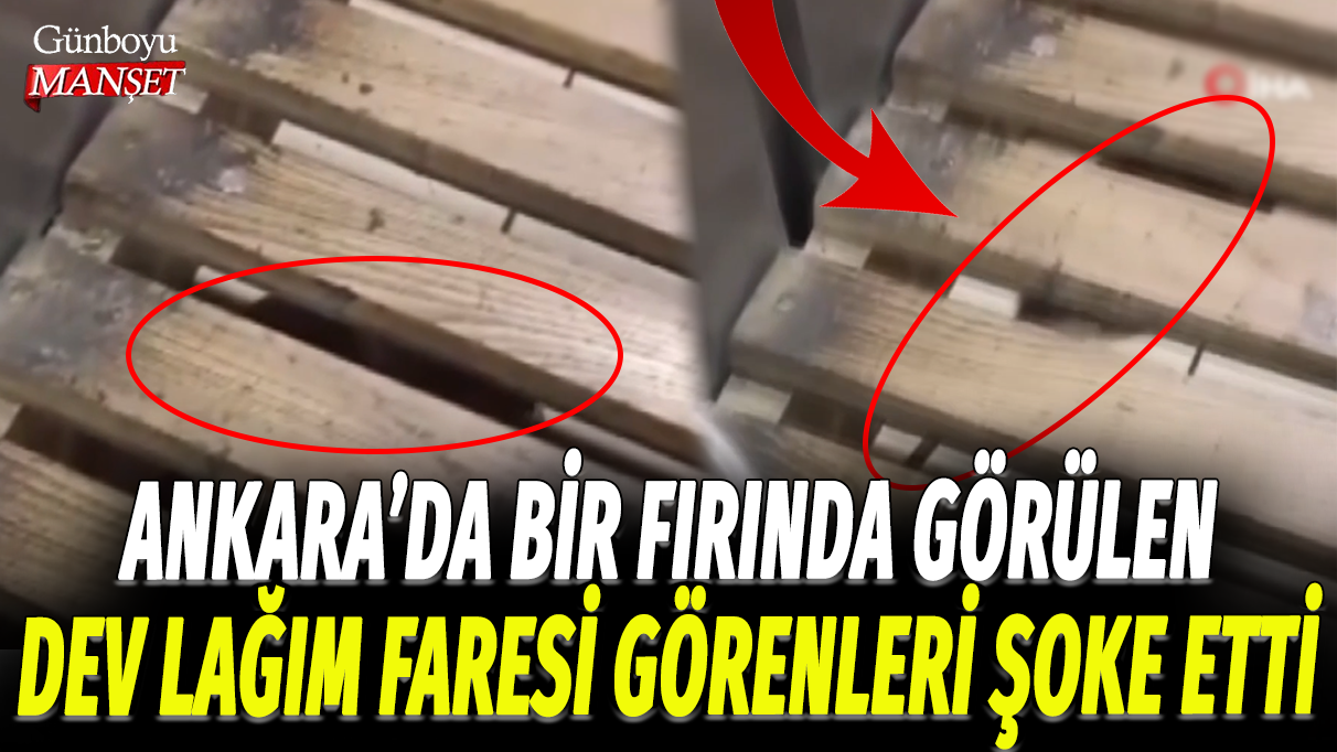 Ankara'da bir fırında görülen dev lağım faresi görenleri şoke etti