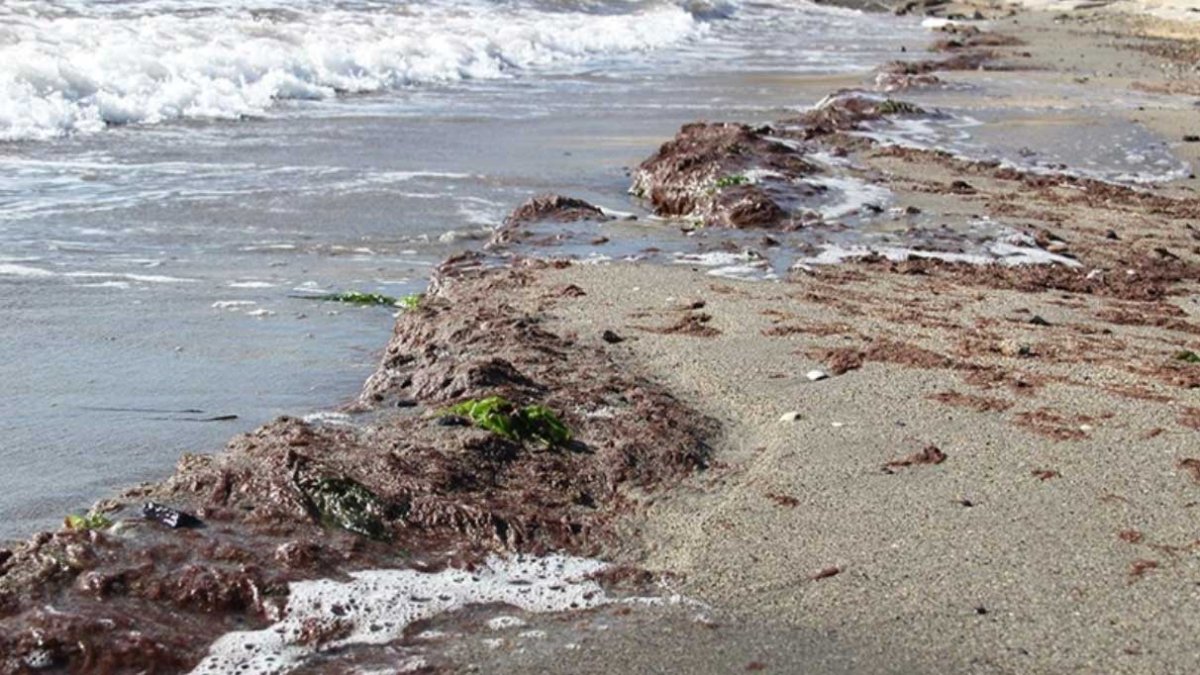 Tekirdağ'da lodos nedeniyle sahilde kırmızı yosun birikti