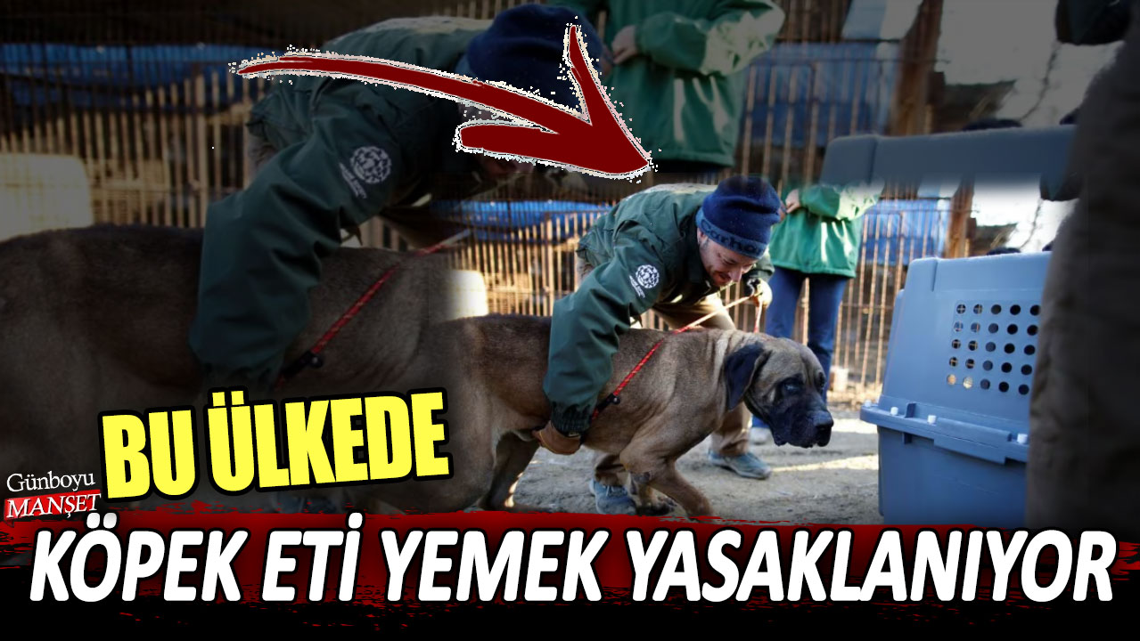 Bu ülkede köpek eti yemek yasaklanıyor