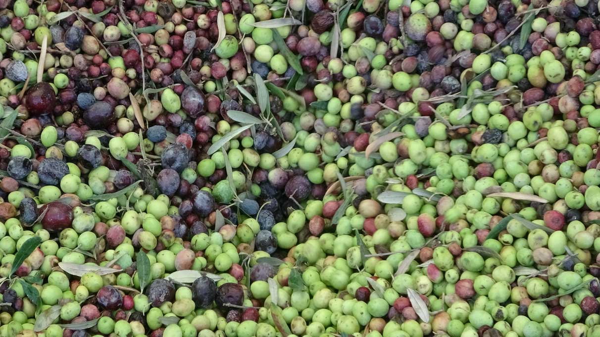 Zeytini kuraklık vurdu