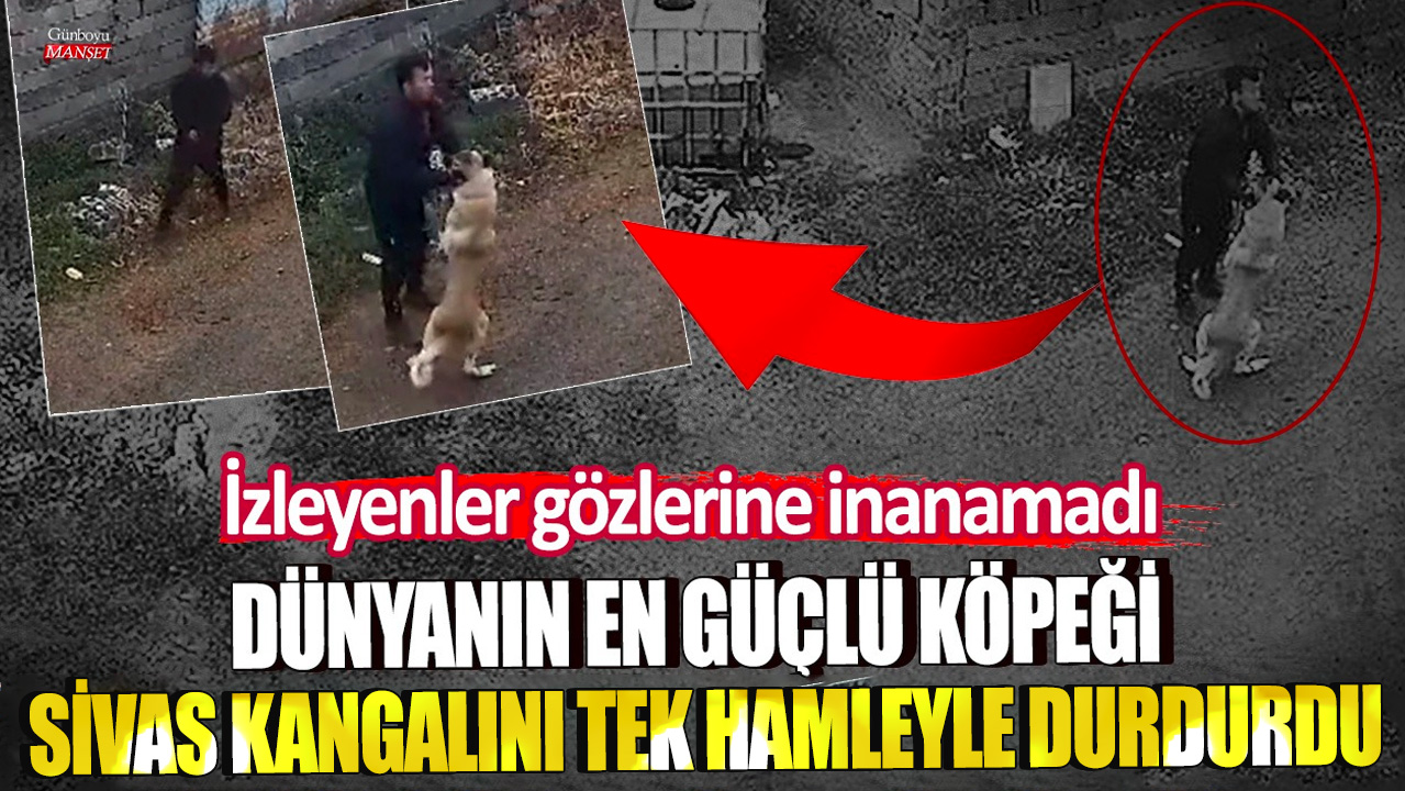 Dünyanın en güçlü köpeği Sivas Kangalını tek hamleyle durdu! İzleyenler gözlerine inanamadı