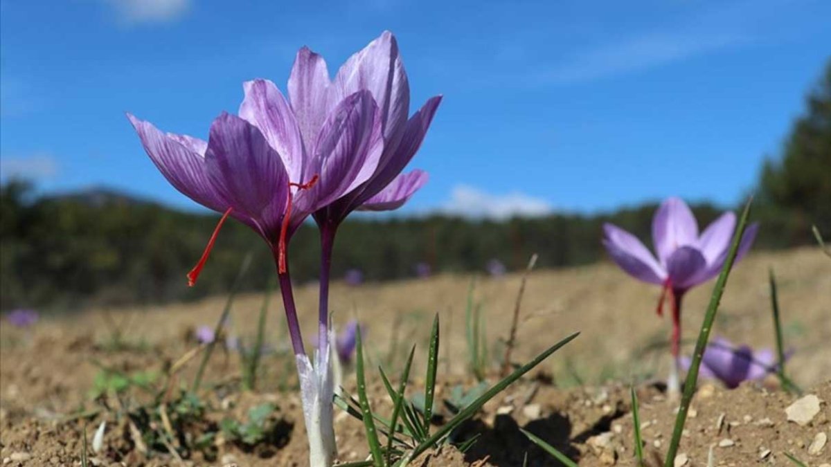 Milli bitki safranda "üretim" hedefine ulaşıldı