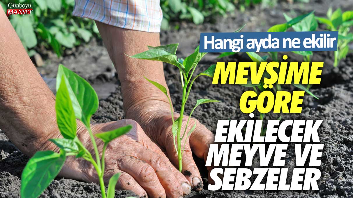 Mevsime göre ekilecek meyve ve sebzeler! Hangi ayda ne ekilir