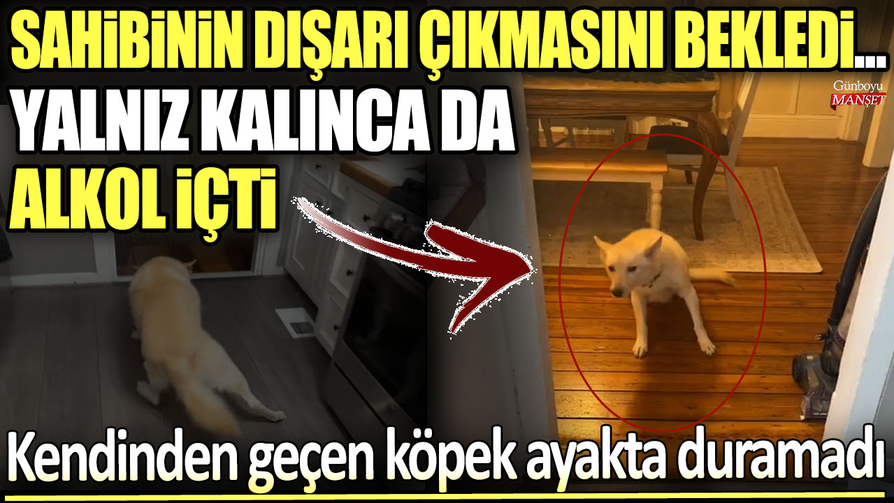 Sahibinin dışarı çıkmasını bekledi... Yalnız kalınca da alkol içti: Kendinden geçen köpek ayakta durmakta zorlandı