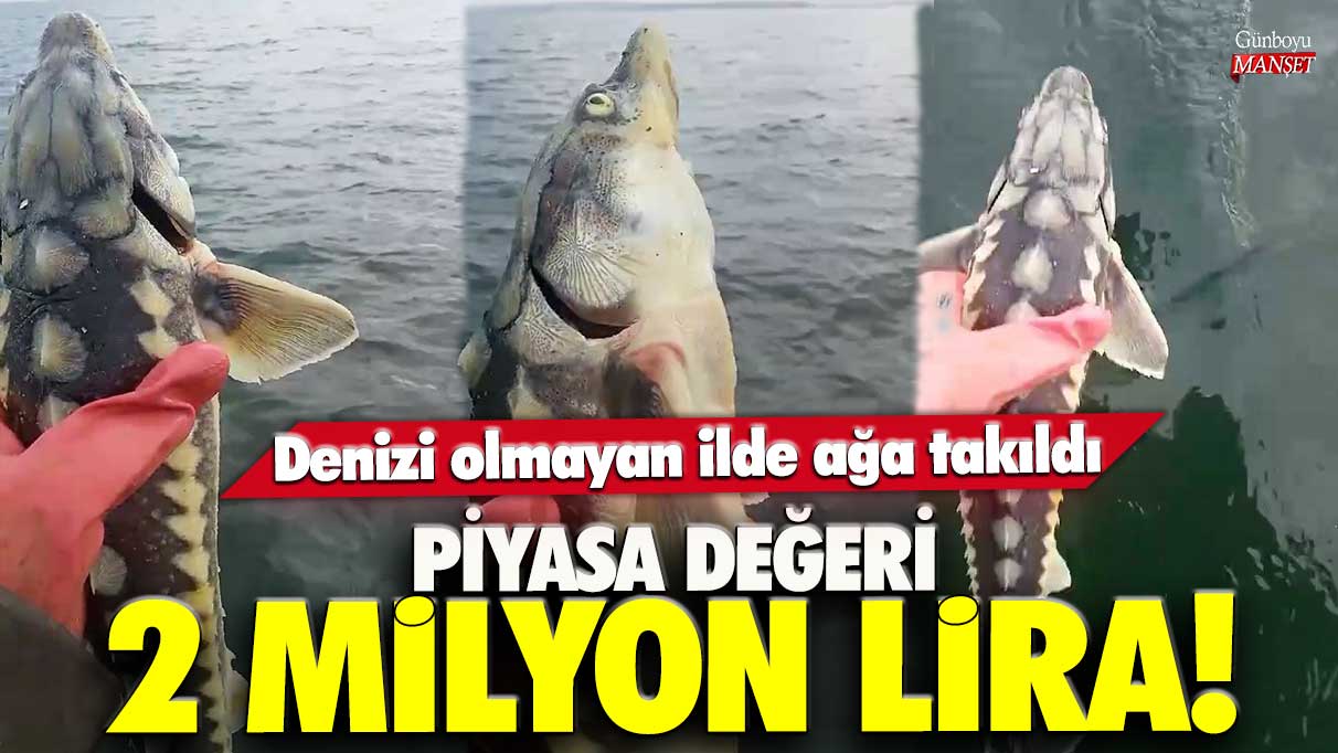 Piyasa değeri 2 milyon lira! Denizi olmayan ilde ağa takıldı