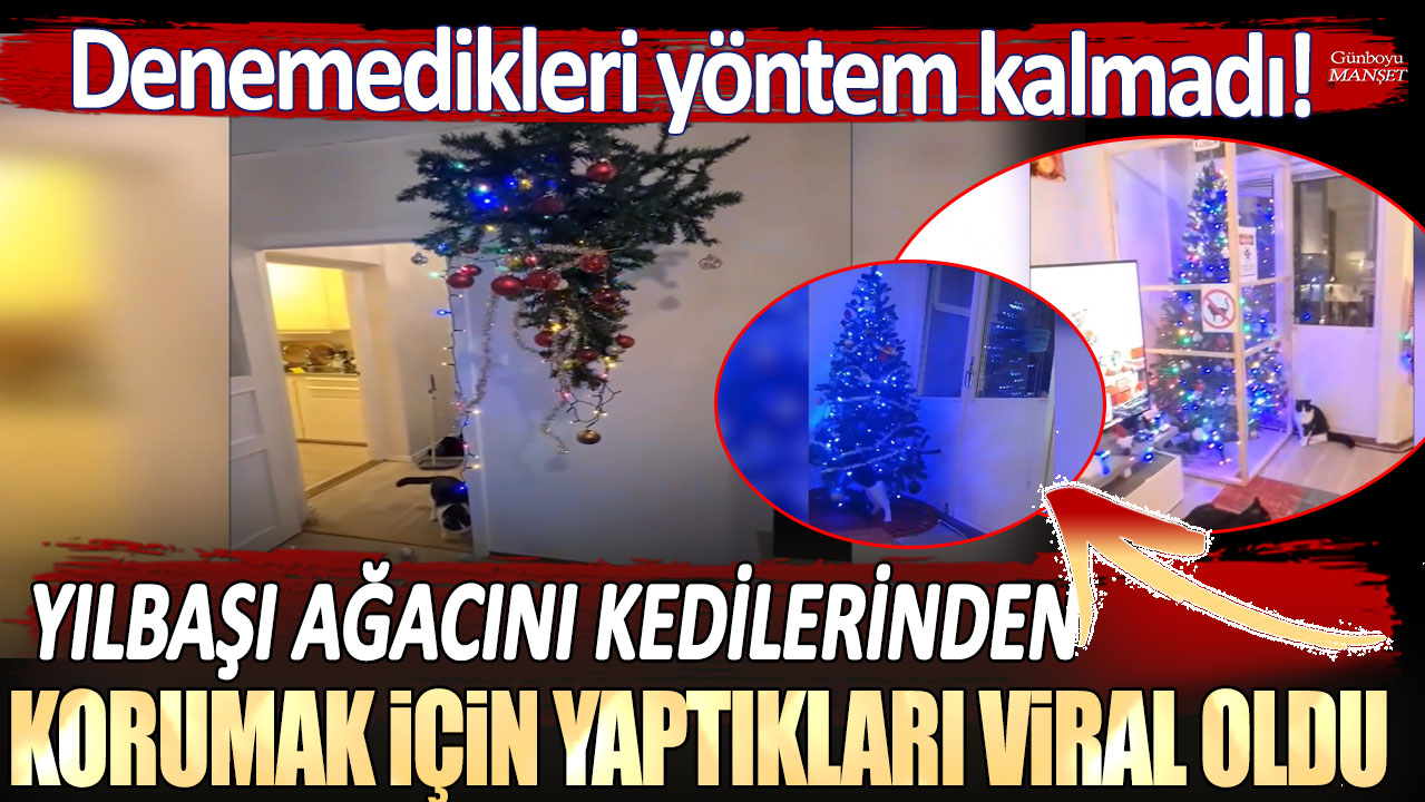 Denemedikleri yöntem kalmadı: Yılbaşı ağacını kedilerinden korumak için yaptıkları viral oldu