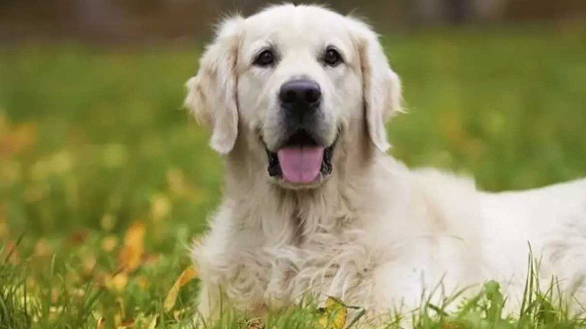 Rüyada köpek görmek ne anlama gelir, ne demektir?