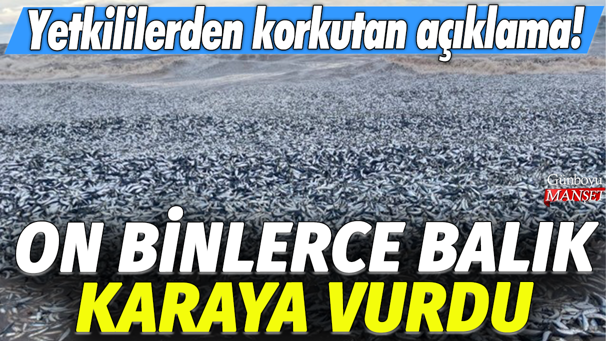 Japonya'da on binlerce balık karaya vurdu: Yetkililerden korkutan açıklama!