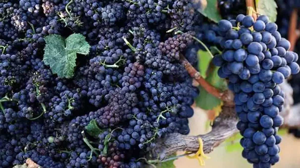 Karadeniz bölgesinde yetişiyor: Kokusu var kendisi yok!