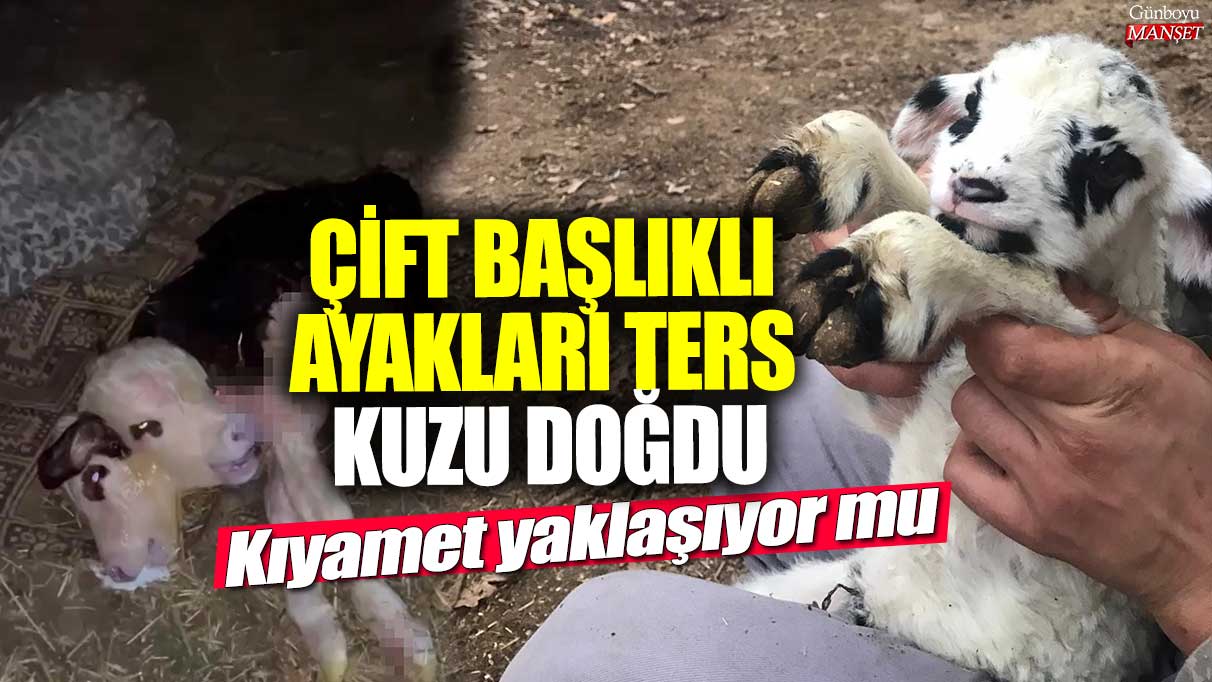 Kıyamet yaklaşıyor mu: Çift başlıklı, ön ayak tırnakları ters kuzu doğdu