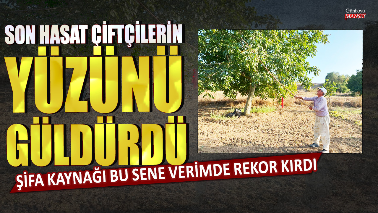 Son hasat çiftçilerin yüzünü güldürdü: Şifa kaynağı bu sene verimde rekor kırdı