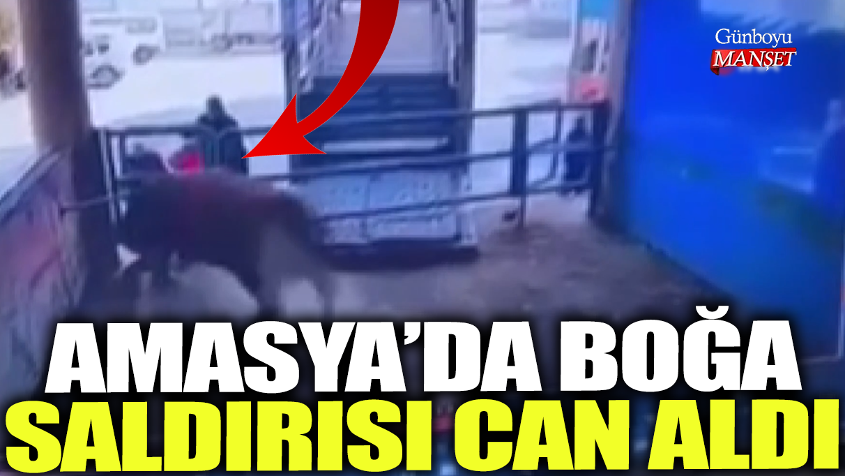 Amasya'da boğa saldırısı can aldı