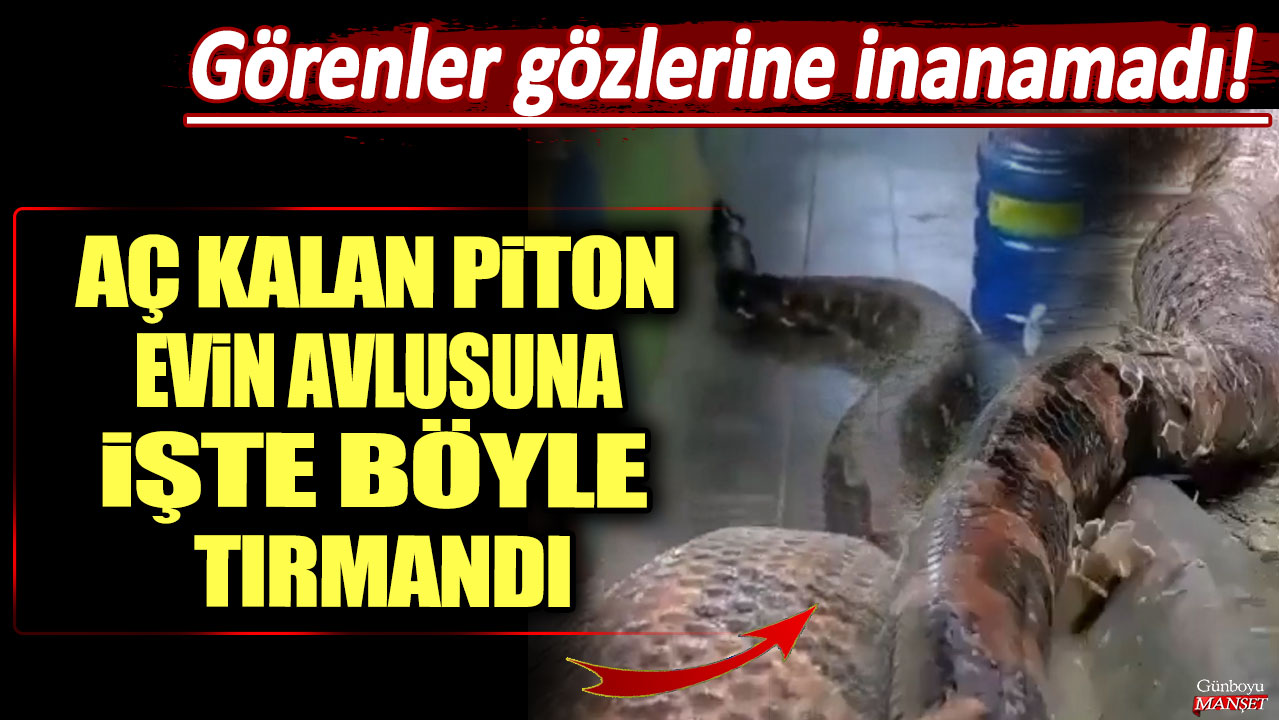 Görenler gözlerine inanamadı! Aç kalan piton evin avlusuna işte böyle tırmandı