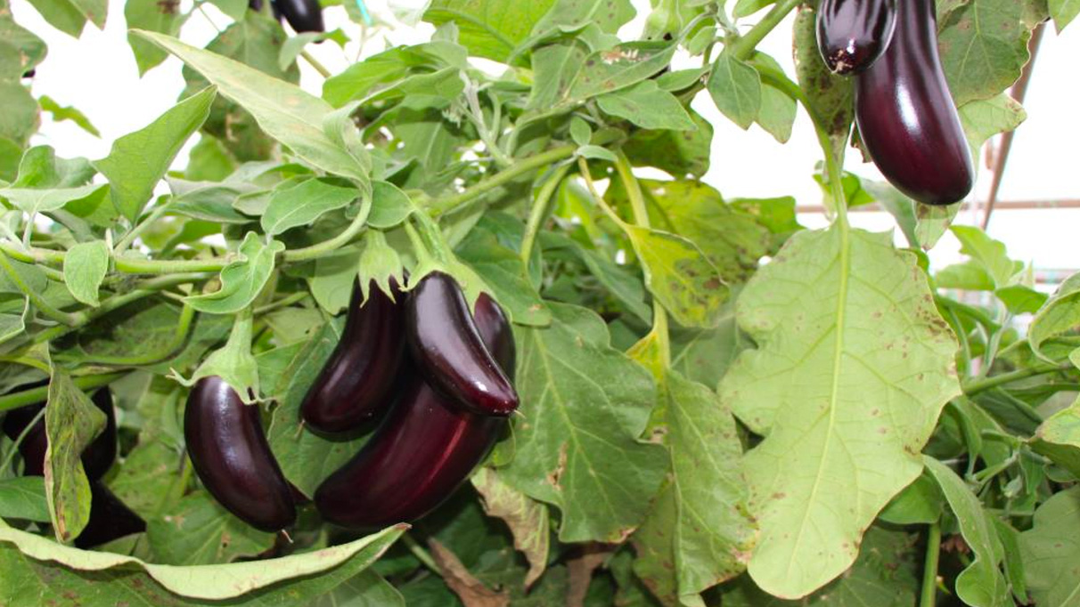 Yaz ayında yetiştirdiği domatesleri şimdi üç katı fiyatına satıyor