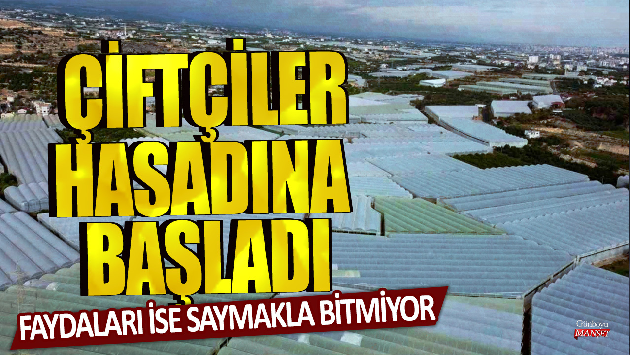 Faydaları ise saymakla bitmiyor: Çiftçiler hasadına başladı