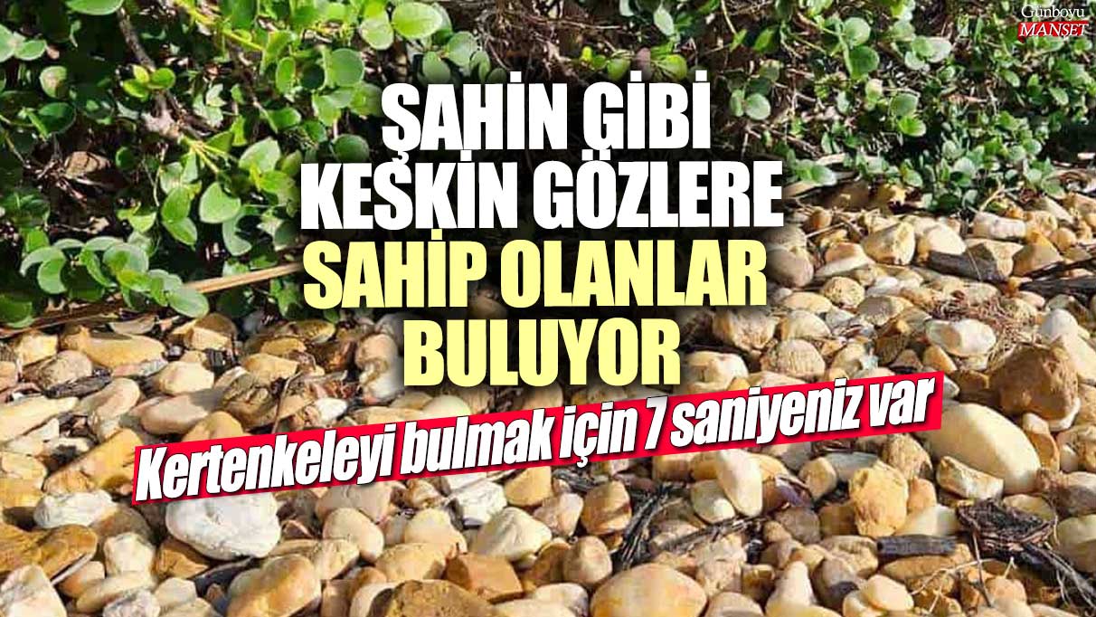 Şahin gibi keskin gözlere sahip olanlar buluyor!  Resimdeki kertenkeleyi bulmak için 7 saniyeniz var