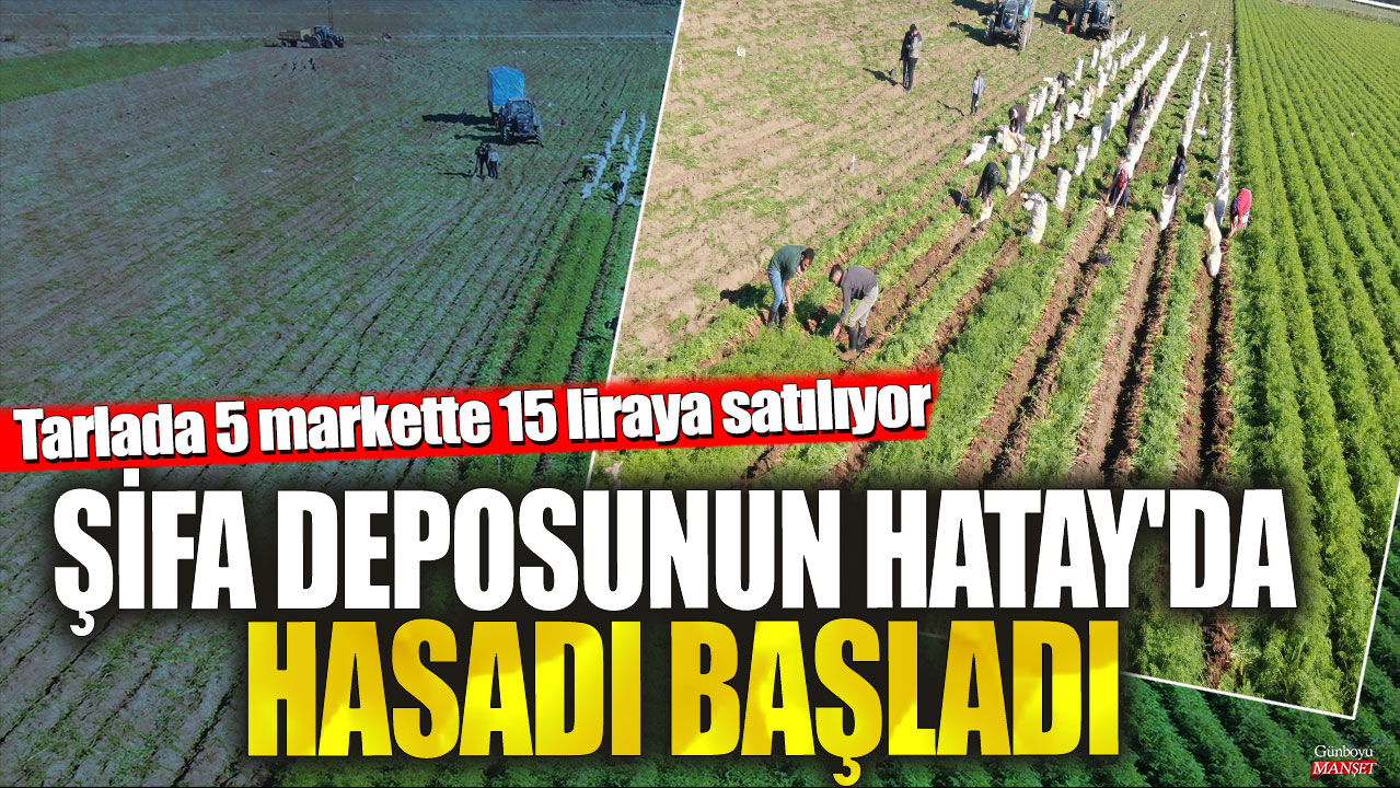 Şifa deposunun Hatay'da hasadı başladı! Tarlada 5, markette 15 liraya satılıyor