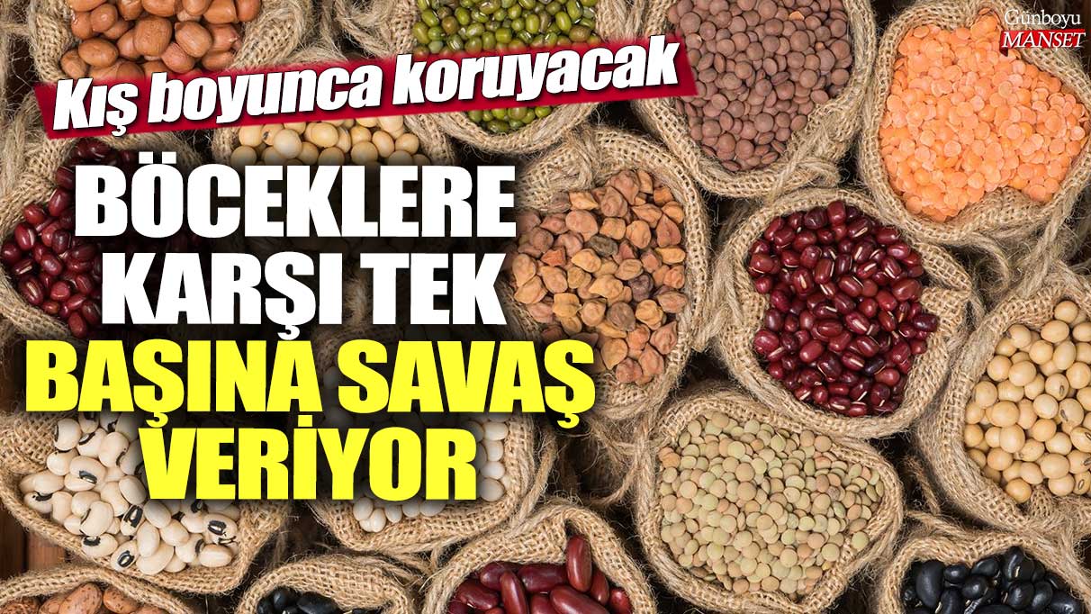 Kış boyunca bakliyatlarınızı koruyacak! Böceklere karşı tek başına savaş veriyor