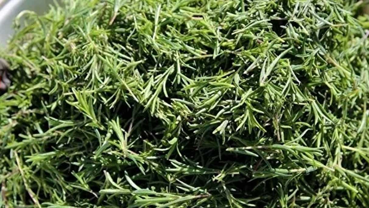 Zahter çayı hangi  hastalıklara iyi gelir