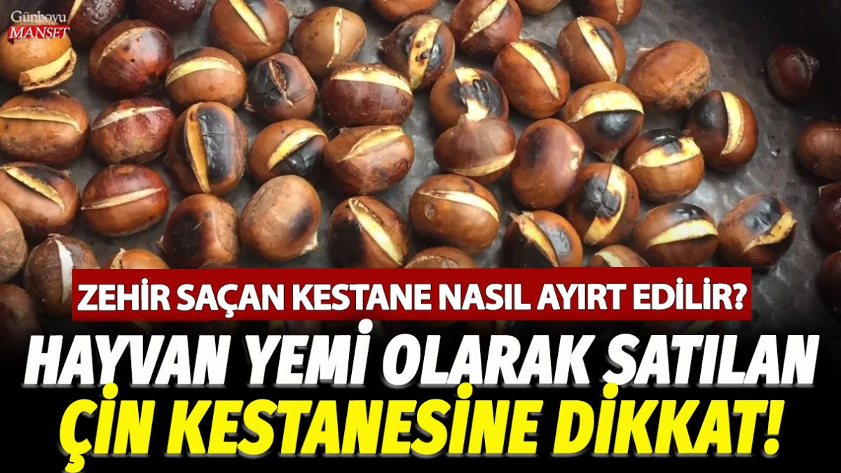 Hayvan yemi olarak satılan Çin kestanesine dikkat! Zehir saçan kestane nasıl ayırt edilir?