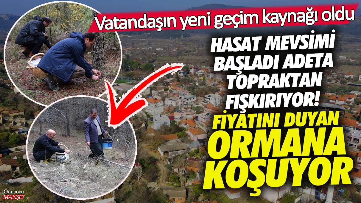 Fiyatını duyan ormana koşuyor! Hasat mevsimi başladı adeta topraktan fışkırıyor vatandaşın yeni geçim kaynağı oldu