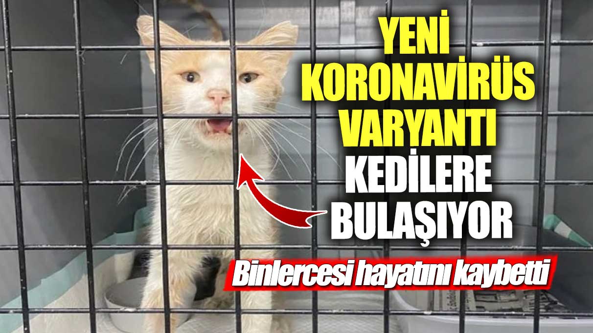 Yeni koronavirüs varyantı kedilere bulaşıyor! Binlercesi hayatını kaybetti