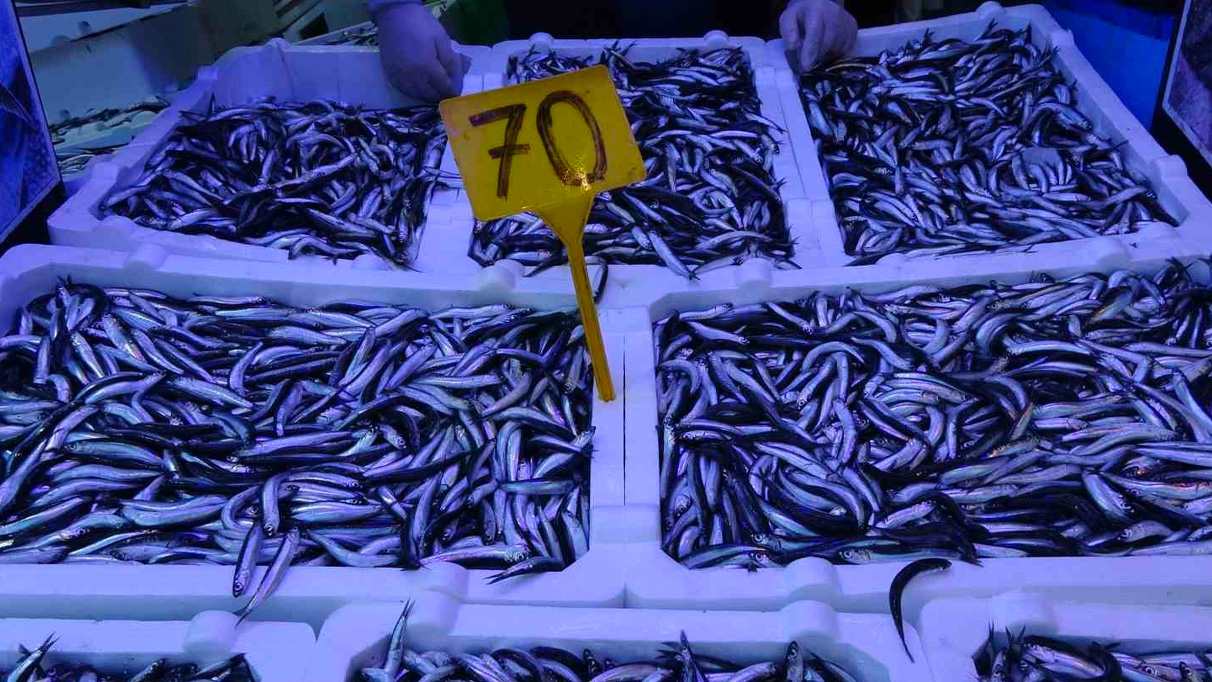 Hamsi avı üçte bir oranında azaldı: Balık fiyatları arttı