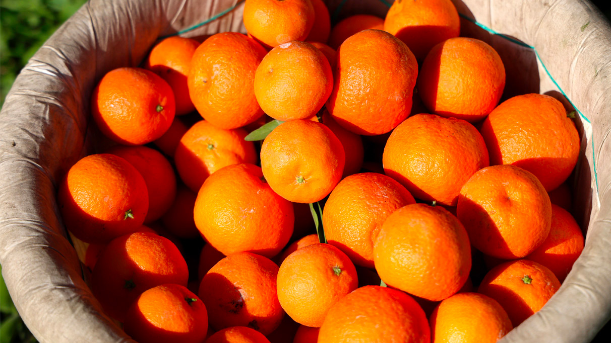 Adana’da mandalina hasadı sürüyor