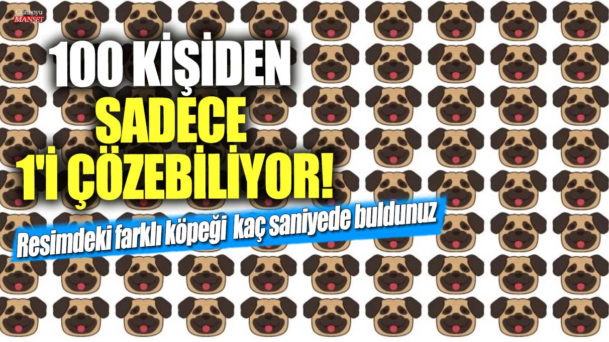 100 kişiden sadece 1'i çözebiliyor!  Resimdeki farklı köpeği siz kaç saniyede buldunuz