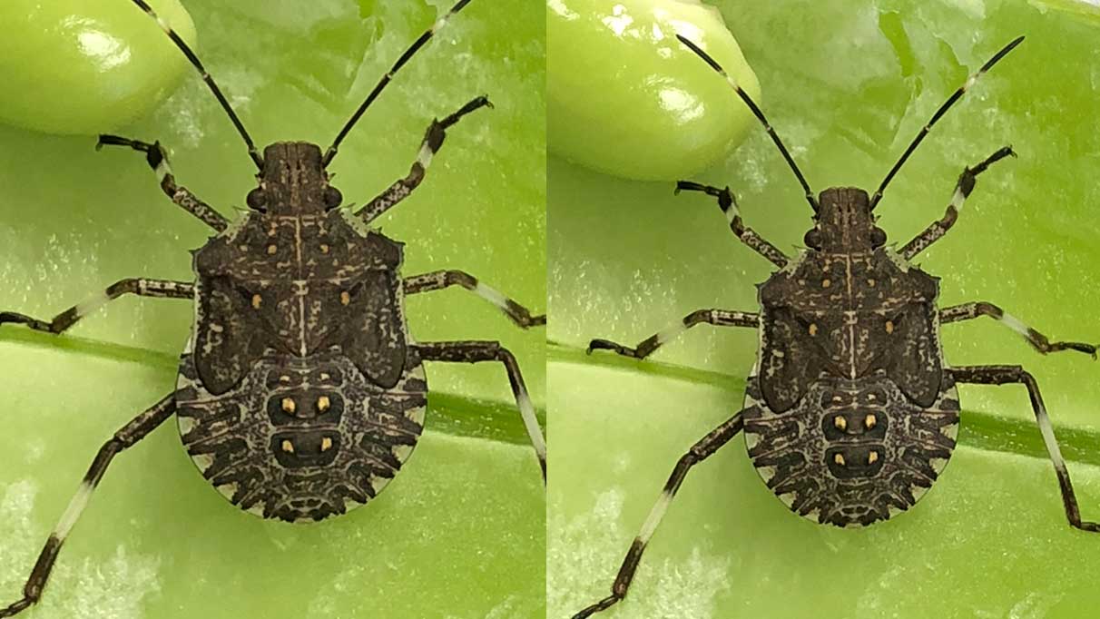 Sinop’ta da görüldü! İmha edilmesi lazım