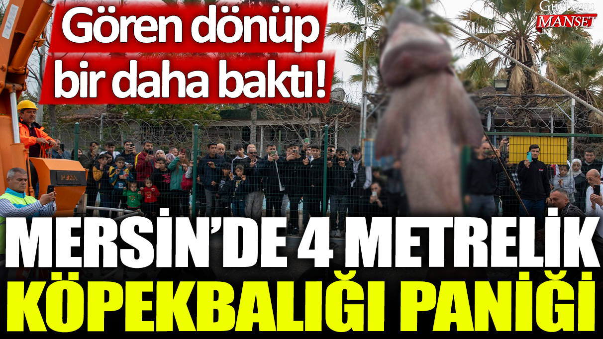 Mersin'de 4 metrelik köpek balığı paniği: Gören dönüp bir daha baktı!