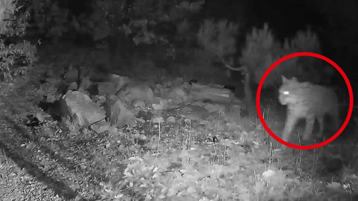 Ormanın hayaleti Tokat’ta fotokapana yakalandı