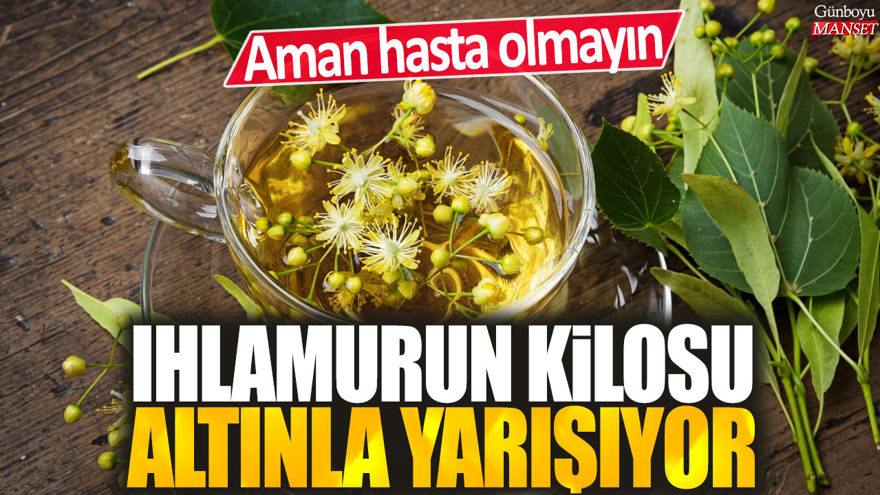 Ihlamurun kilosu altınla yarışıyor: Aman hasta olmayın!