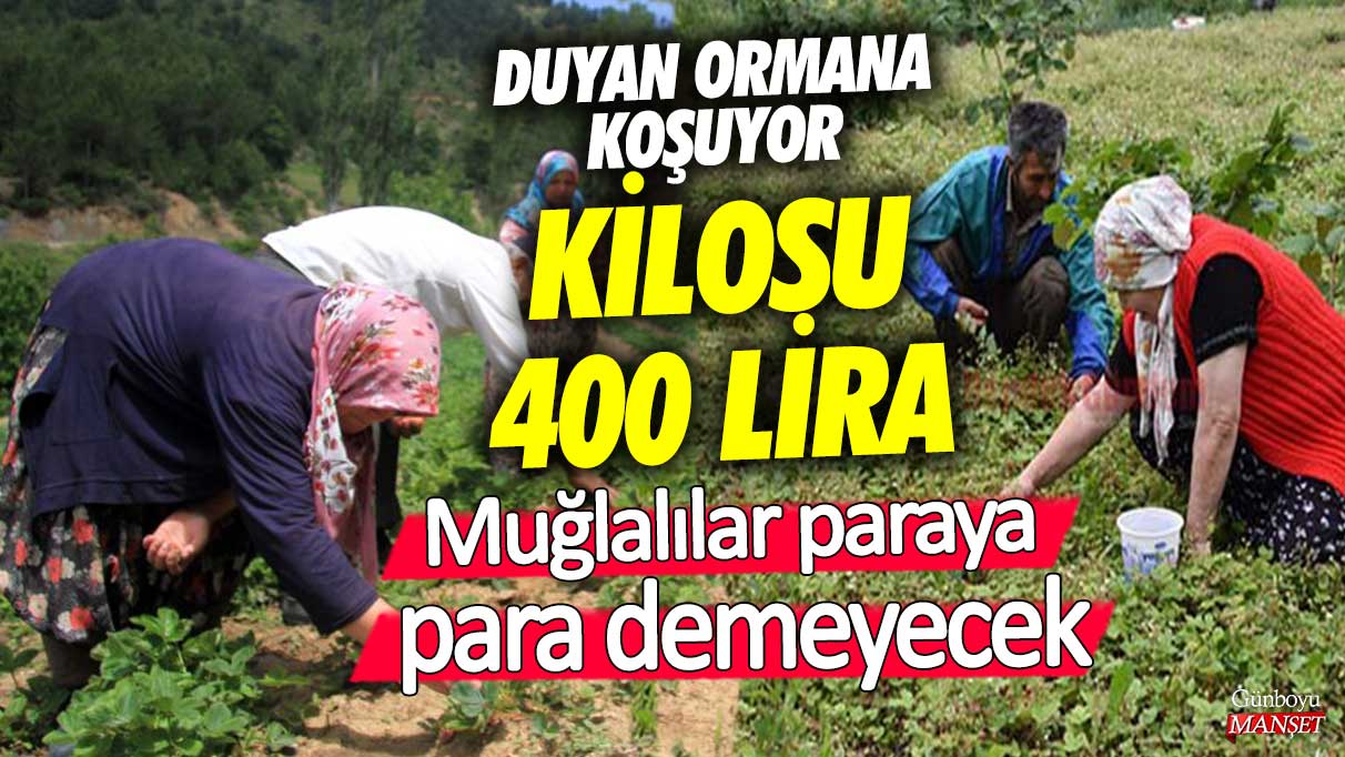 Duyan ormana koşuyor kilosu 400 lira! Muğlalılar paraya para demeyecek